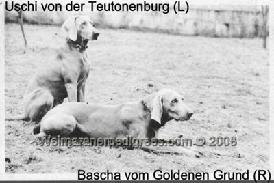 Image of Bascha vom Goldenen Grund