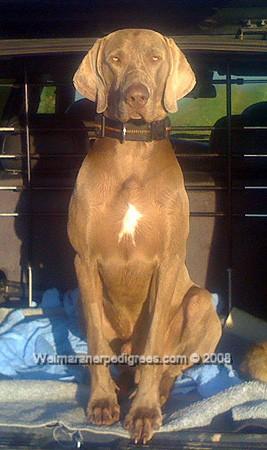 Image of Bruce vom Keltenwall