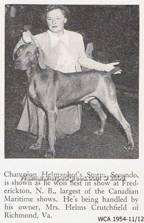 Image of Helmanhof's Storm Secundo