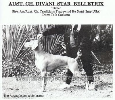 Image of Divani Star Belletrix