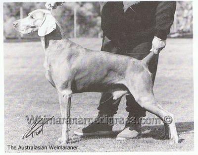 Image of Ghostwind Ultra Suede