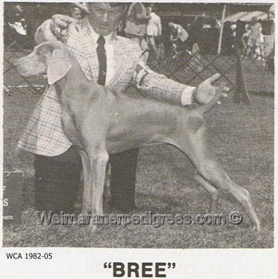 Image of Marcou's Bree