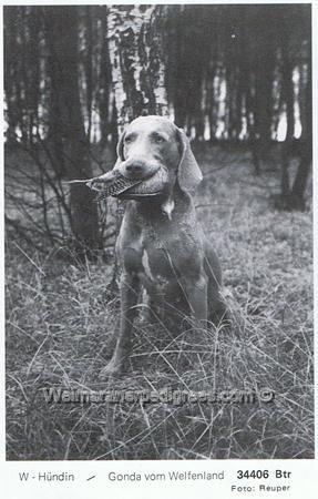 Image of Gonda vom Welfenland