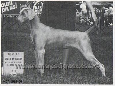 Image of Weltmeister Sweet Charity