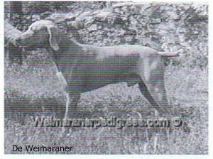 Image of Anco Mon Chou