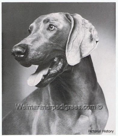 Image of Halann's Gustav