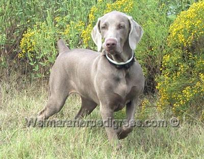 Image of Buck's Blue Boy