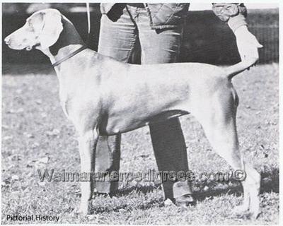 Image of Denmo Blueberry Muffin