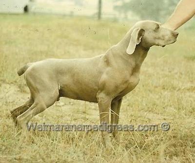 Image of Saxonlodge Silver Sentinal