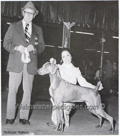 Image of Green Acres Silbergrau Fawn (AKC SB787019)