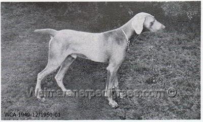 Image of Silver Blue Lugo