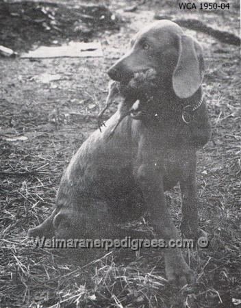 Image of Dusty vom Lechsteinhof