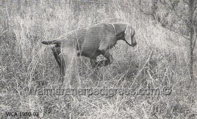 Image of Rden's Shining Example