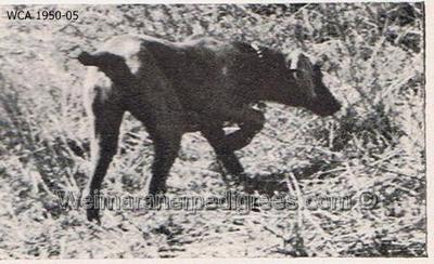 Image of Illini's Dutches Lechsteinhof