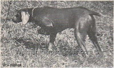 Image of Silver Duke Lechsteinhof