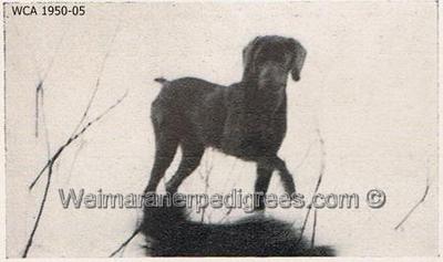 Image of Smokey von Lechsteinhof