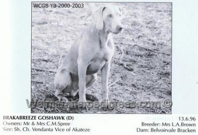 Image of Brakabreeze Goshawk