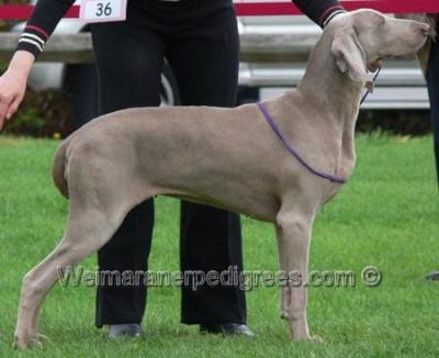 Image of Aschfahl Chrystabelle