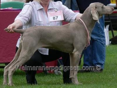 Image of Cavalmist Bucks Fizz With Wipfel