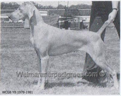 Image of Grauhund Jindina