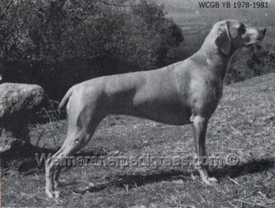 Image of Monroe's Amsel