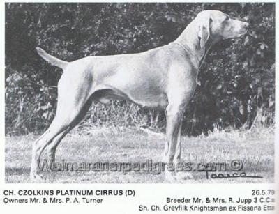 Image of Czolkins Platinum Cirrus