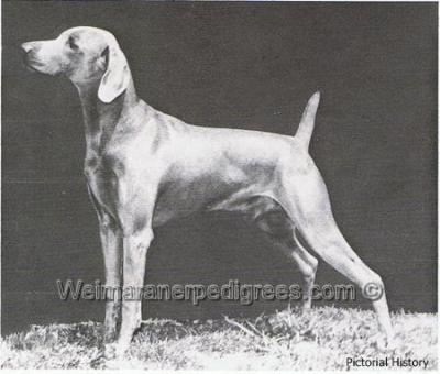 Image of Warhorse Billy of Redhill