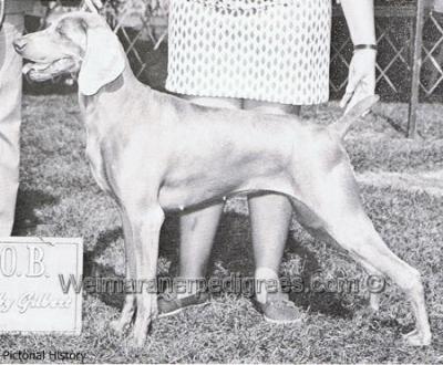 Image of Westwood Ladybird's Bella