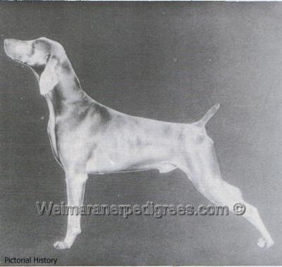 Image of Rajah's Mr Magic von Reiteralm