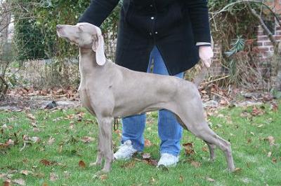 Image of Greydove at Flanders Joy