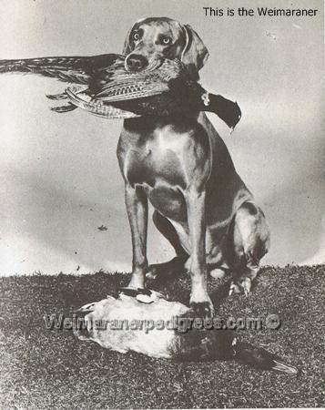 Image of Flott von Haussermann