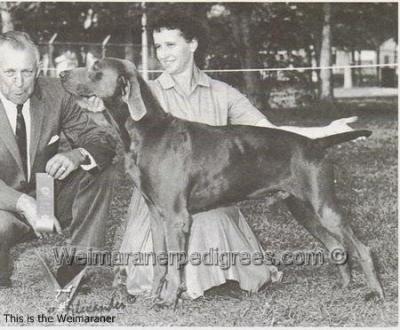 Image of Wetobe's Blue Bing