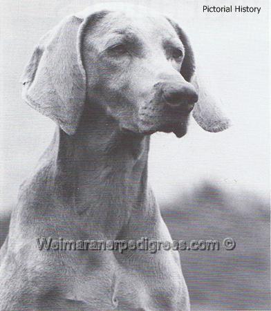 Image of Weltmeister's Semi Sweet