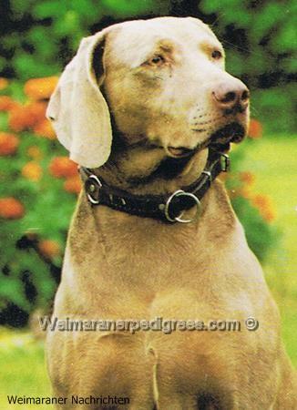 Image of Asta vom Fuchtenven