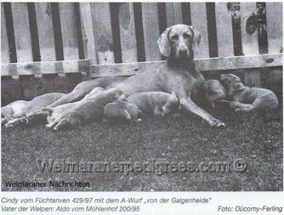 Image of Cindy vom Fuchtenven