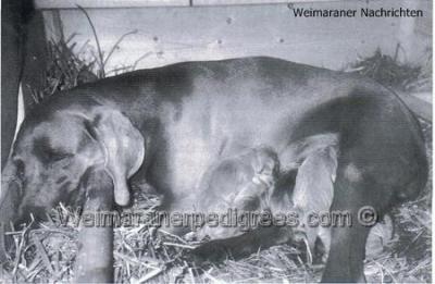 Image of Wespe von der Wapelburg