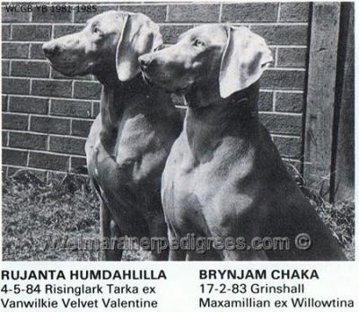 Image of Brynjam Chaka