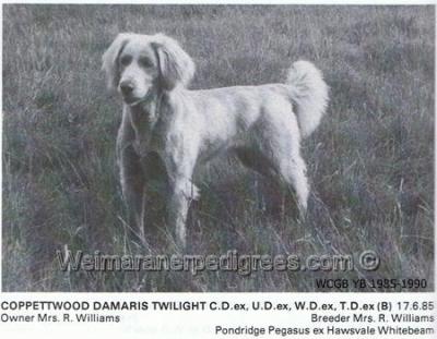 Image of Damaris Twilight
