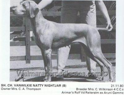 Image of Vanwilkie Natty Nightjar