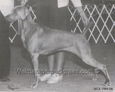 Image of Bing's Chloe V Windsong