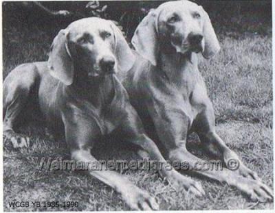 Image of Chardonyx Gilt Edge