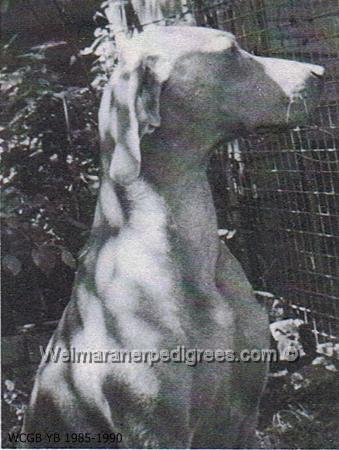 Image of Chrisan Cleo Cleverclogs