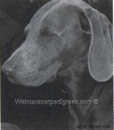 Image of Czolkins Gladiator