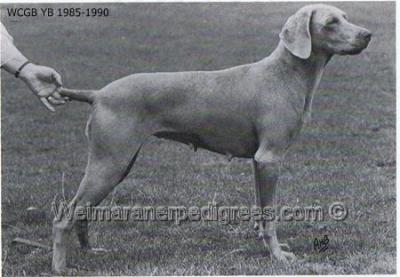 Image of Graveney's Storm Dancer