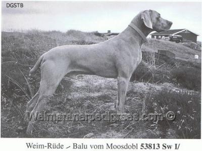 Image of Balu vom Moosdobl