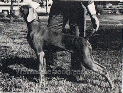 Image of Wf-Mattrace's Shadow Rock