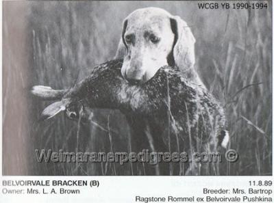 Image of Belvoirvale Bracken