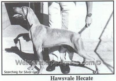 Image of Hawsvale Hecate
