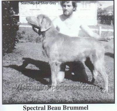 Image of Spectral Beau Brummel