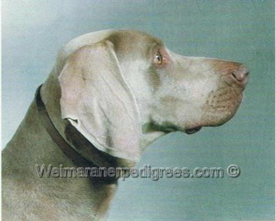 Image of Romeo (LOF 017902/03946)